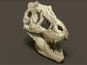 tarbosaurus skull sculpt project 3D Model
