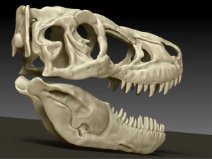 tarbosaurus skull sculpt project 3D Model