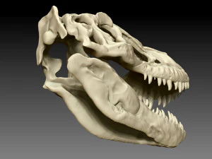 tarbosaurus skull sculpt project 3D Model