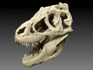 tarbosaurus skull sculpt project 3D Model