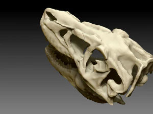 tarbosaurus skull sculpt project 3D Model