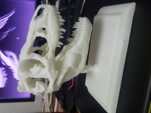 tarbosaurus skull 3d printable model 3D-printmodel