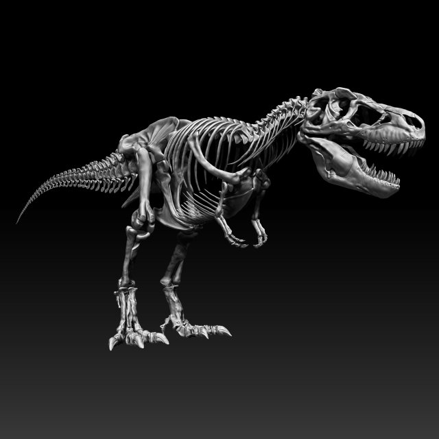 sub tyrannosaurus rex full skeletons - subrex sculpt 3D Model .c4d .max .obj .3ds .fbx .stl .blend 