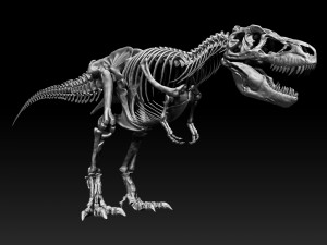 sub tyrannosaurus rex full skeletons - subrex sculpt 3D Model