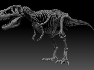 sub tyrannosaurus rex full skeletons - subrex sculpt 3D Model