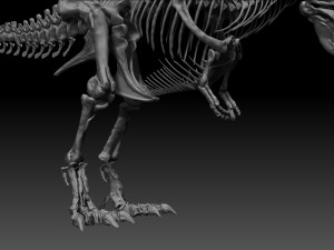 sub tyrannosaurus rex full skeletons - subrex sculpt 3D Model