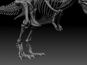 sub tyrannosaurus rex full skeletons - subrex sculpt 3D Model