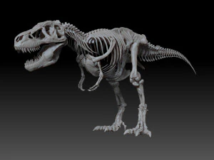 sub tyrannosaurus rex full skeletons - subrex sculpt 3D Model