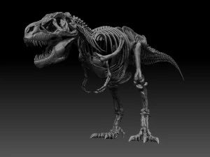 sub tyrannosaurus rex full skeletons - subrex sculpt 3D Model