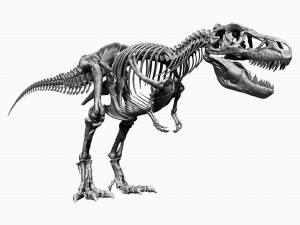 sub tyrannosaurus rex full skeletons - subrex sculpt 3D Model