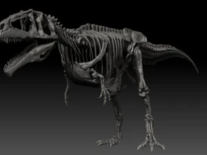 giganotosaururs full skeletons sculpt project 3D Model
