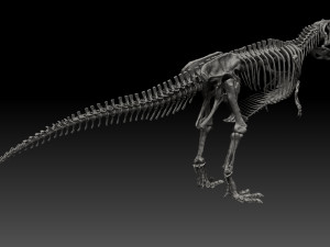 giganotosaururs full skeletons sculpt project Modelo 3D