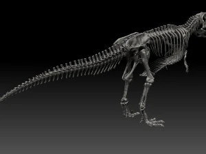 giganotosaururs full skeletons sculpt project 3D Model