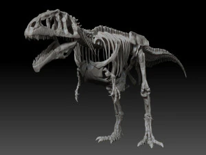 giganotosaururs full skeletons sculpt project 3D Model