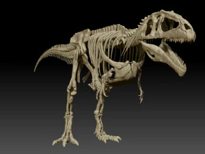 giganotosaururs full skeletons sculpt project 3D Model