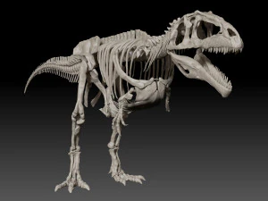 giganotosaururs full skeletons sculpt project 3D Model