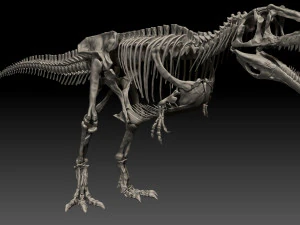 giganotosaururs full skeletons sculpt project 3D Model