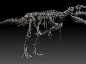 giganotosaururs full skeletons sculpt project Modelo 3D