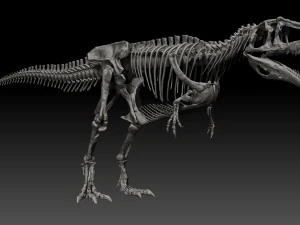 giganotosaururs full skeletons sculpt project 3D Model