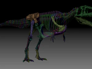 giganotosaururs full skeletons sculpt project 3D Model