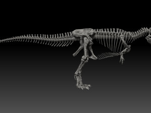 giganotosaururs full skeletons sculpt project Modelo 3D