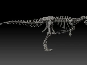 giganotosaururs full skeletons sculpt project 3D Model