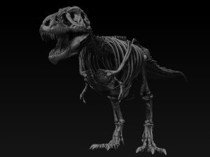 adult tyrannosaurus rex complete skeletons - trex adult sue Model 3D