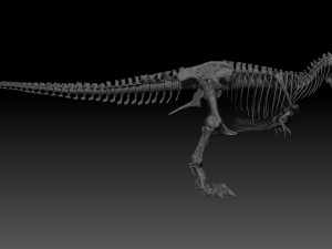 adult tyrannosaurus rex complete skeletons - trex adult sue Model 3D