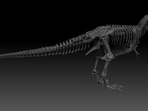 adult tyrannosaurus rex complete skeletons - trex adult sue Model 3D