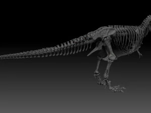 esqueletos completos de tiranossauro rex adulto - trex adulto sue Modelo 3D