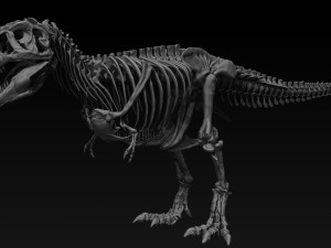 adult tyrannosaurus rex complete skeletons - trex adult sue Model 3D