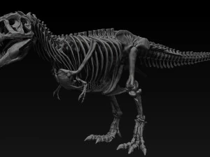 esqueletos completos de tiranossauro rex adulto - trex adulto sue Modelo 3D