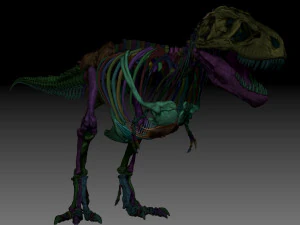 esqueletos completos de tiranossauro rex adulto - trex adulto sue Modelo 3D