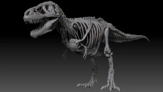 esqueletos completos de tiranossauro rex adulto - trex adulto sue Modelo 3D .c4d .max .obj .3ds .fbx .stl .blend 