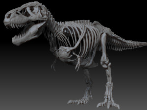 adult tyrannosaurus rex complete skeletons - trex adult sue 3D Model
