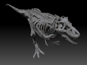 adult tyrannosaurus rex complete skeletons - trex adult sue Model 3D