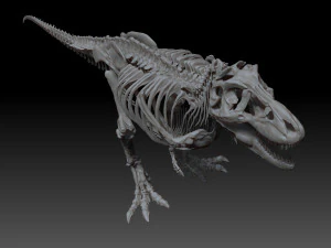 esqueletos completos de tiranossauro rex adulto - trex adulto sue Modelo 3D