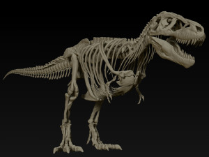 adult tyrannosaurus rex complete skeletons - trex adult sue Model 3D