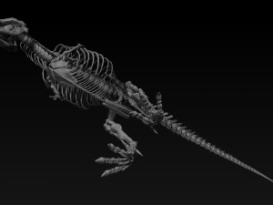 adult tyrannosaurus rex complete skeletons - trex adult sue Model 3D