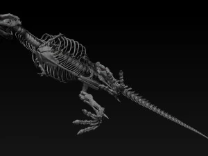 esqueletos completos de tiranossauro rex adulto - trex adulto sue Modelo 3D