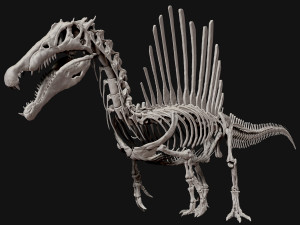 spinosaurus full skeleton sculpt model 3D Model