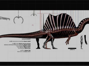 spinosaurus full skeleton sculpt model 3D Model