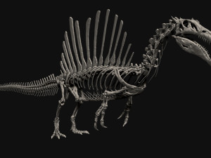 spinosaurus full skeleton sculpt model 3D Model