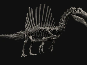 spinosaurus full skeleton sculpt model 3D Model
