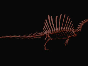 spinosaurus full skeleton sculpt model 3D Model