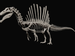 spinosaurus full skeleton sculpt model 3D Model