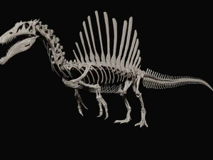 spinosaurus full skeleton sculpt model 3D Model