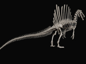 spinosaurus full skeleton sculpt model 3D Model