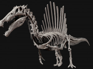 spinosaurus full skeleton sculpt model 3D Model