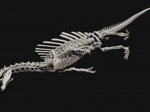 spinosaurus full skeleton sculpt model 3D Model
